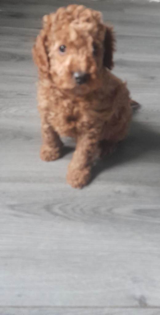 Cockapoo 