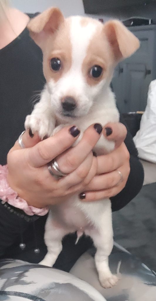 Female miniature Jack Russell 