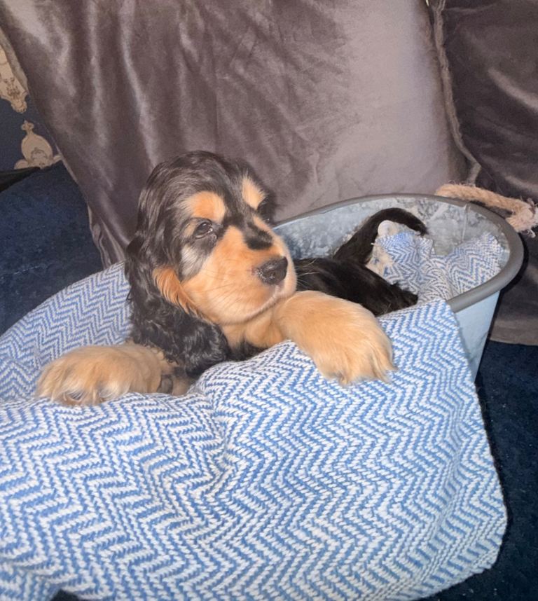 KC Registered Show Cocker Spaniel Male 🐾🩵
