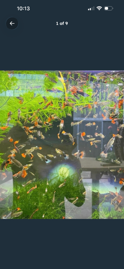 Guppies tropical fish