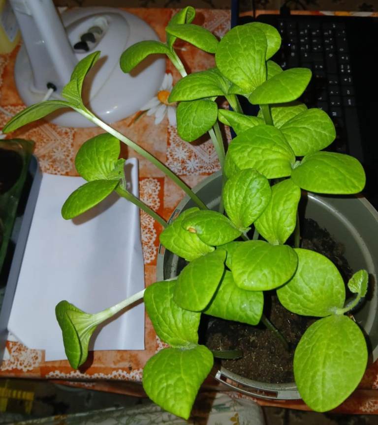 sweet pumpkin (mishti lau) - vegetable plant