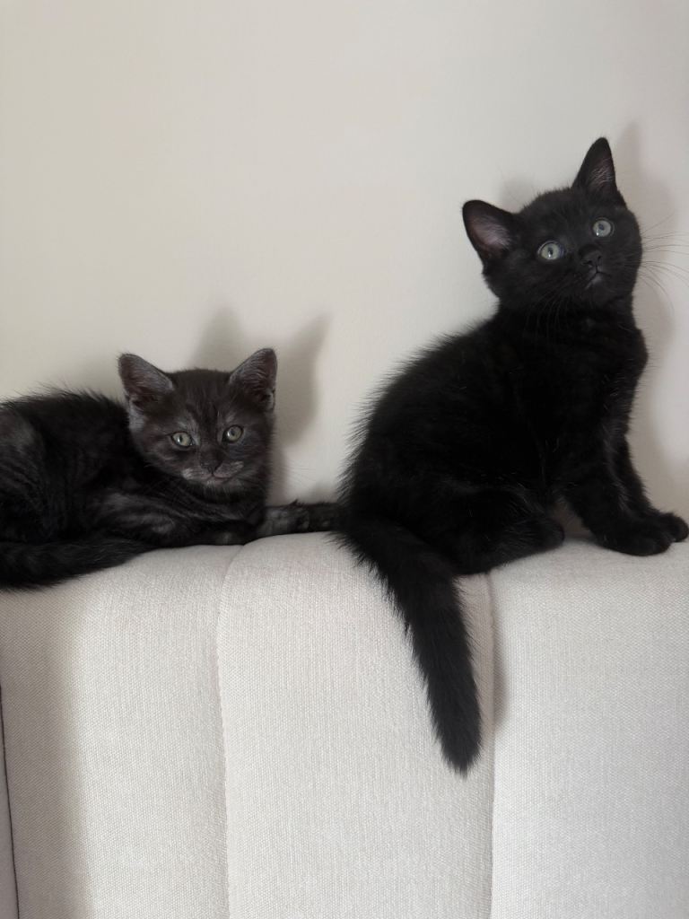 Stunning British shorthair kittens 😍