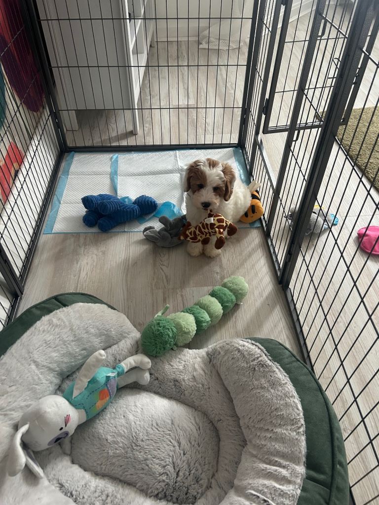 8 Panel puppy playpen