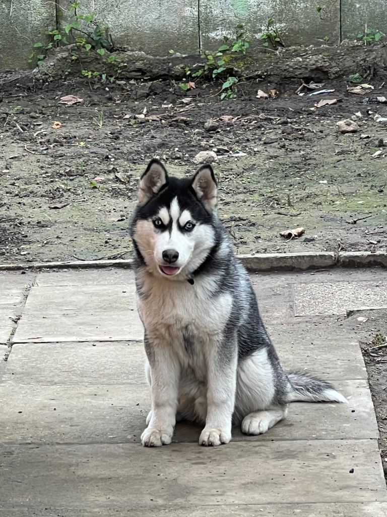 Siberian husky