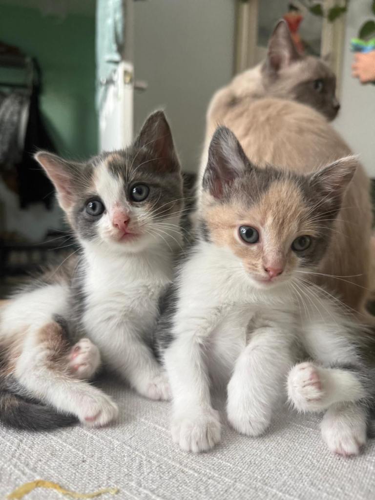 Beautiful Ragdoll Cross Kittens – 2 Females & 1 Male
