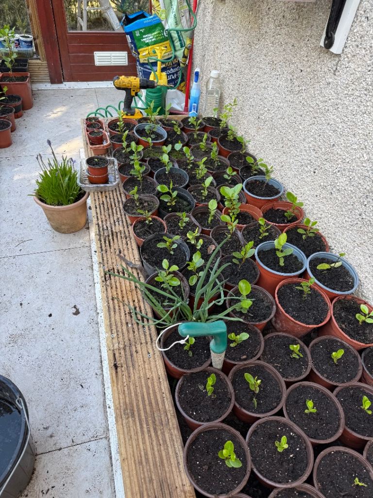 Laurel trees for sale