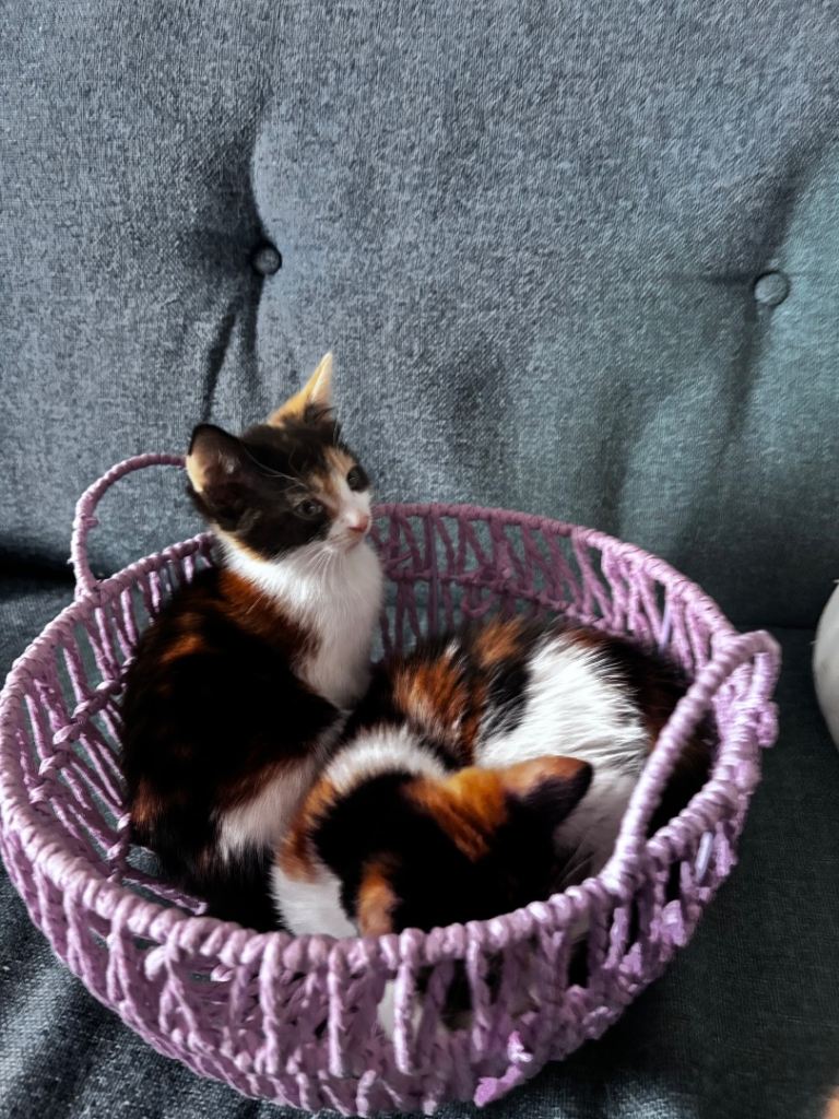 4 beautiful kittens (3 calico girls 1 white and ginger boy)