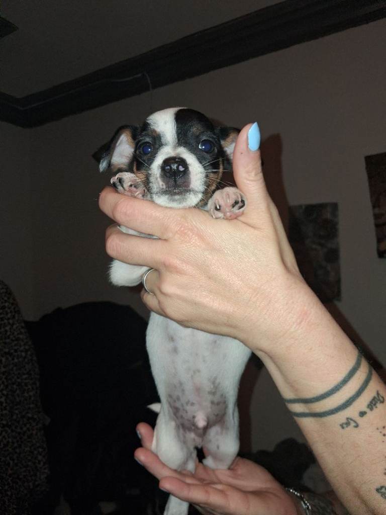 Jack russel 
