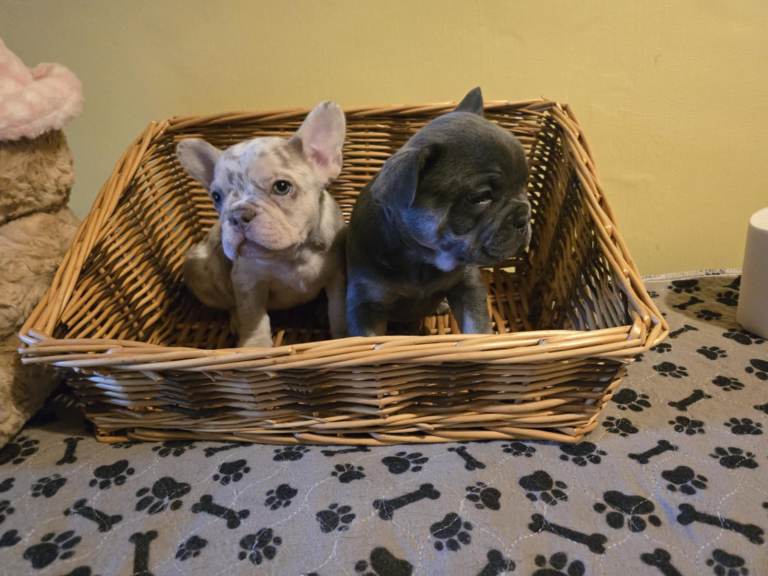 French bulldog puppies 