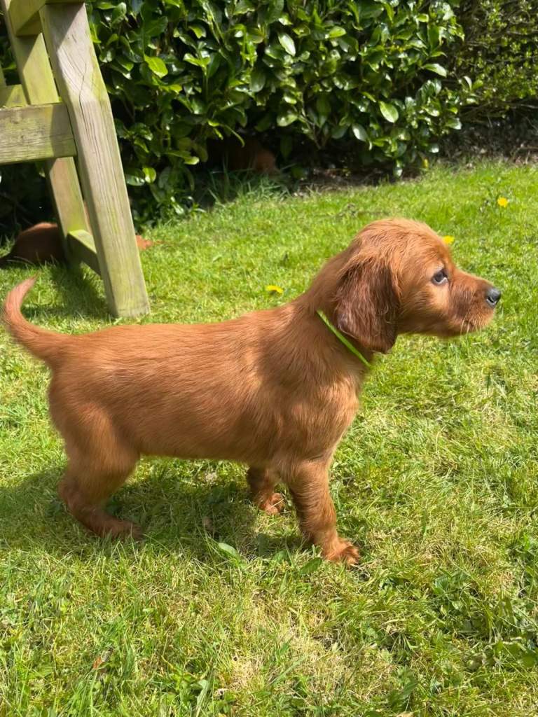 Irish Setter Pups 