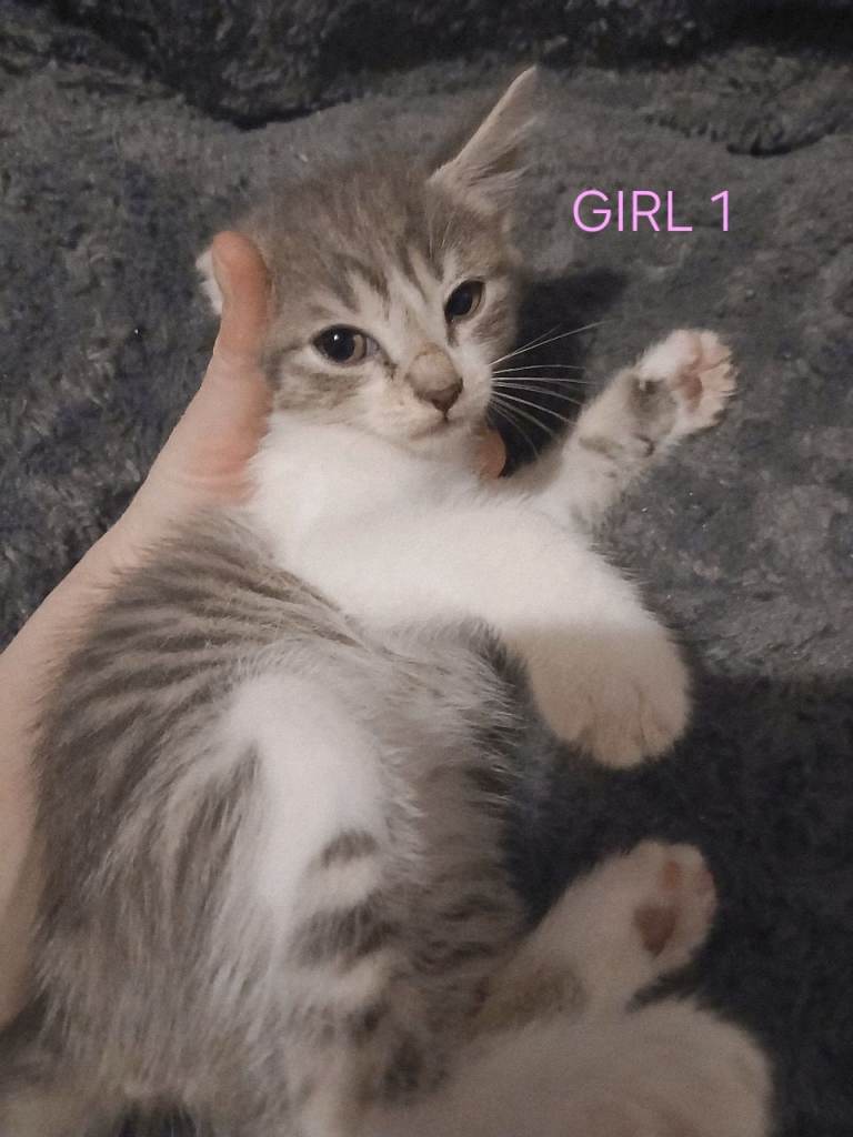 Cute kittens mixture of colours