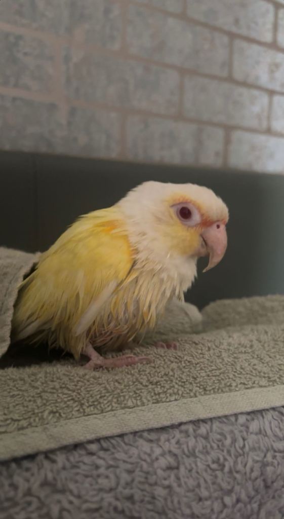 Wee parrot found needs home 