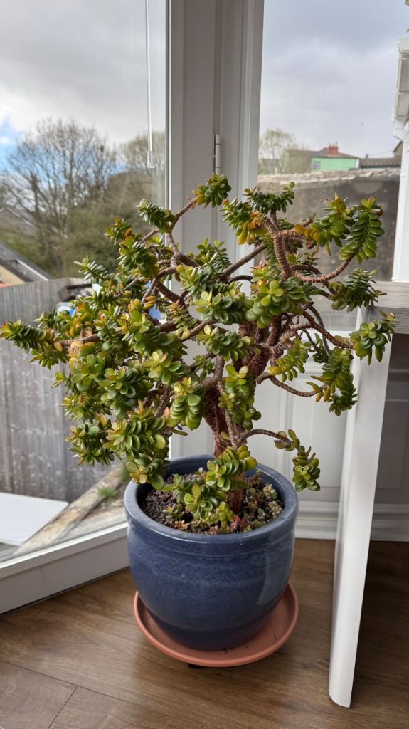 Large Mature Jade Plant (Money Tree)