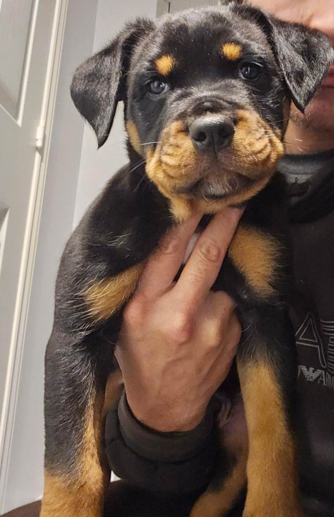 Beautiful Rottweiler x Staff Puppy– Loving Family Homes Only