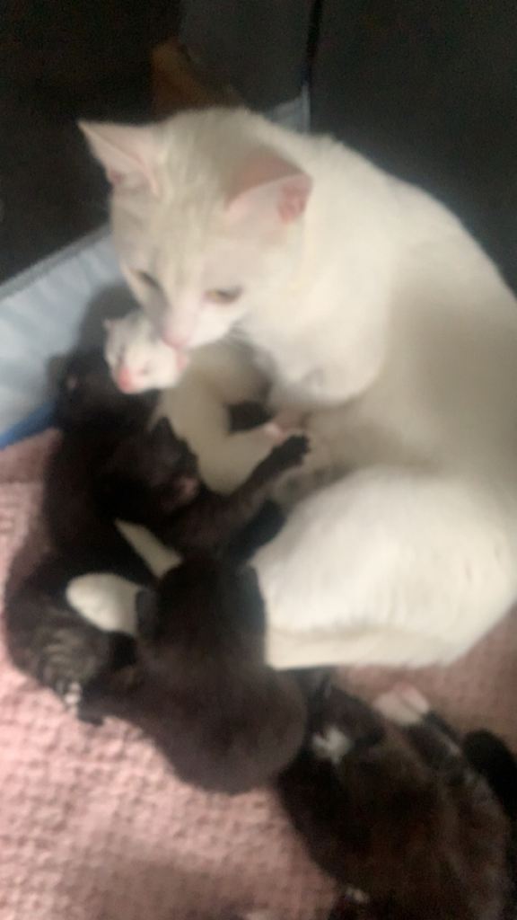 Kittens for sale