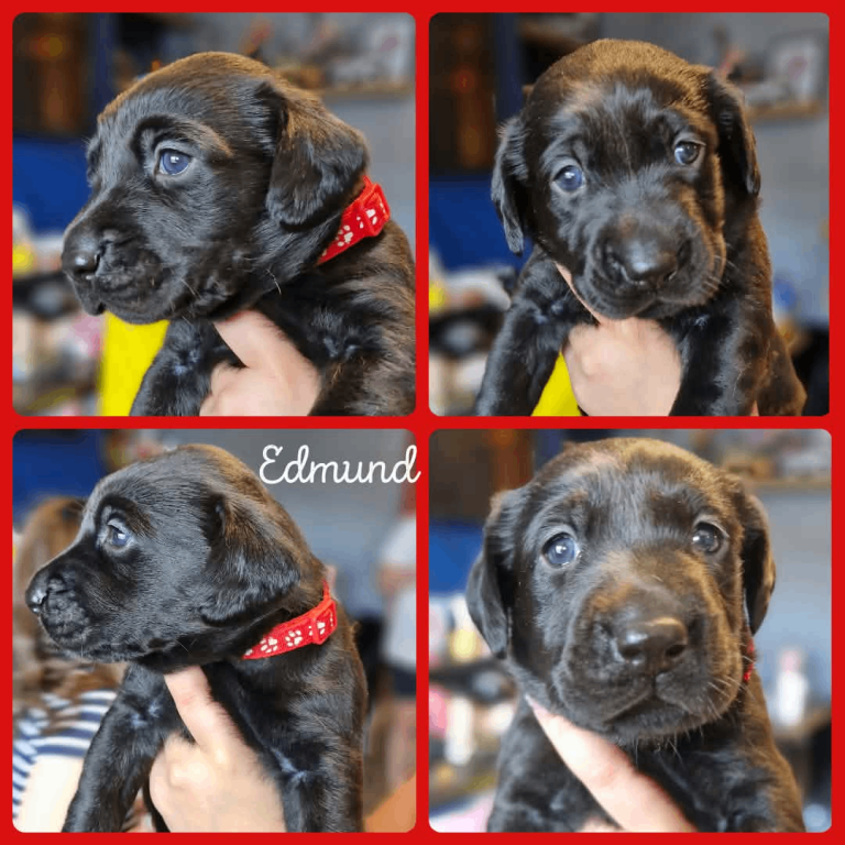 Labrador puppies
