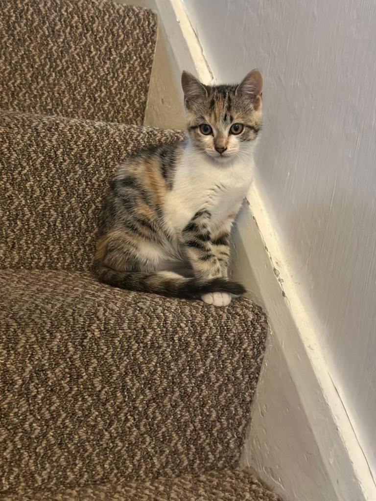 Kitten for sale 