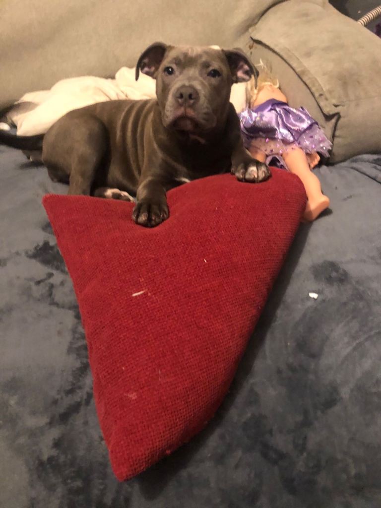 Blue Staffordshire bull terrier puppy