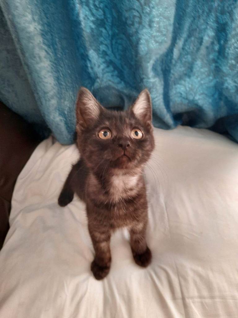 Kitten  British Longhair and An American Shorthair 