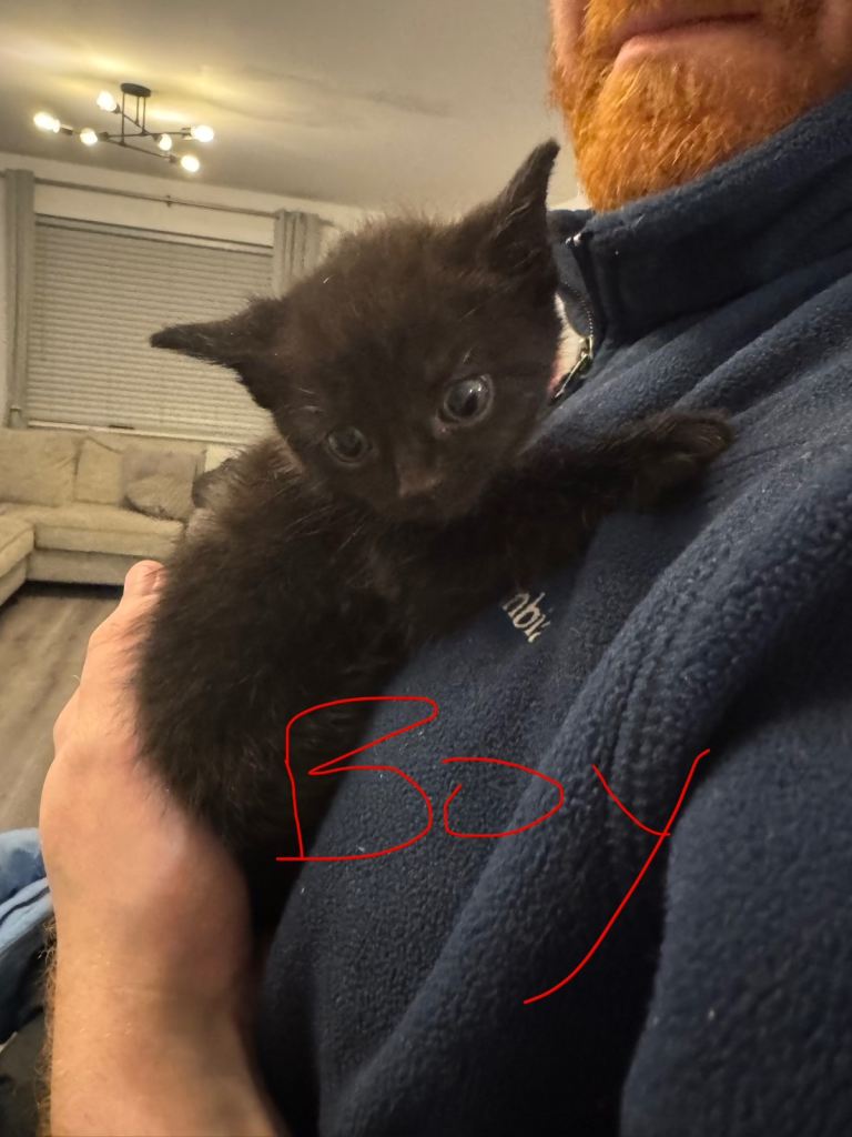 Kittens SOLD PENDING COLLECTION!