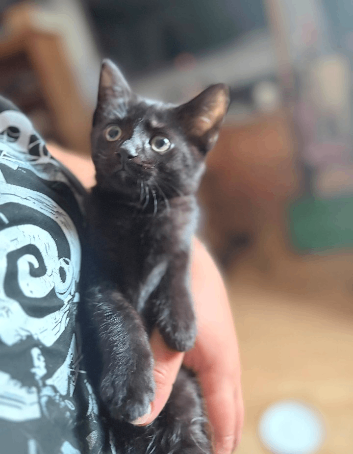 8 week old kittens 