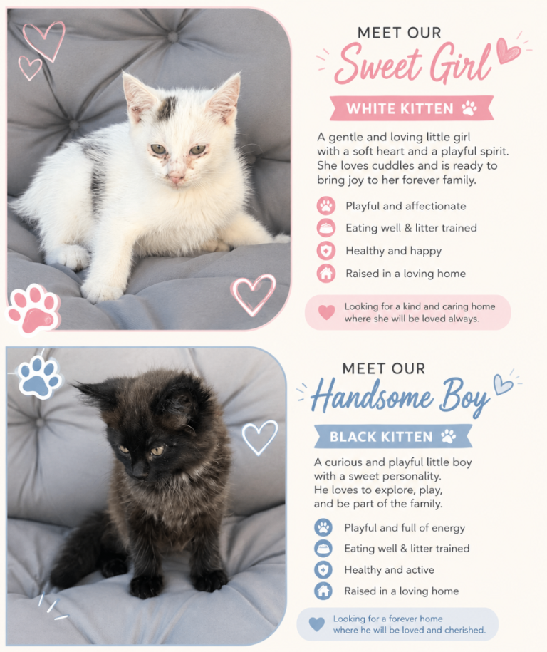 Kittens
