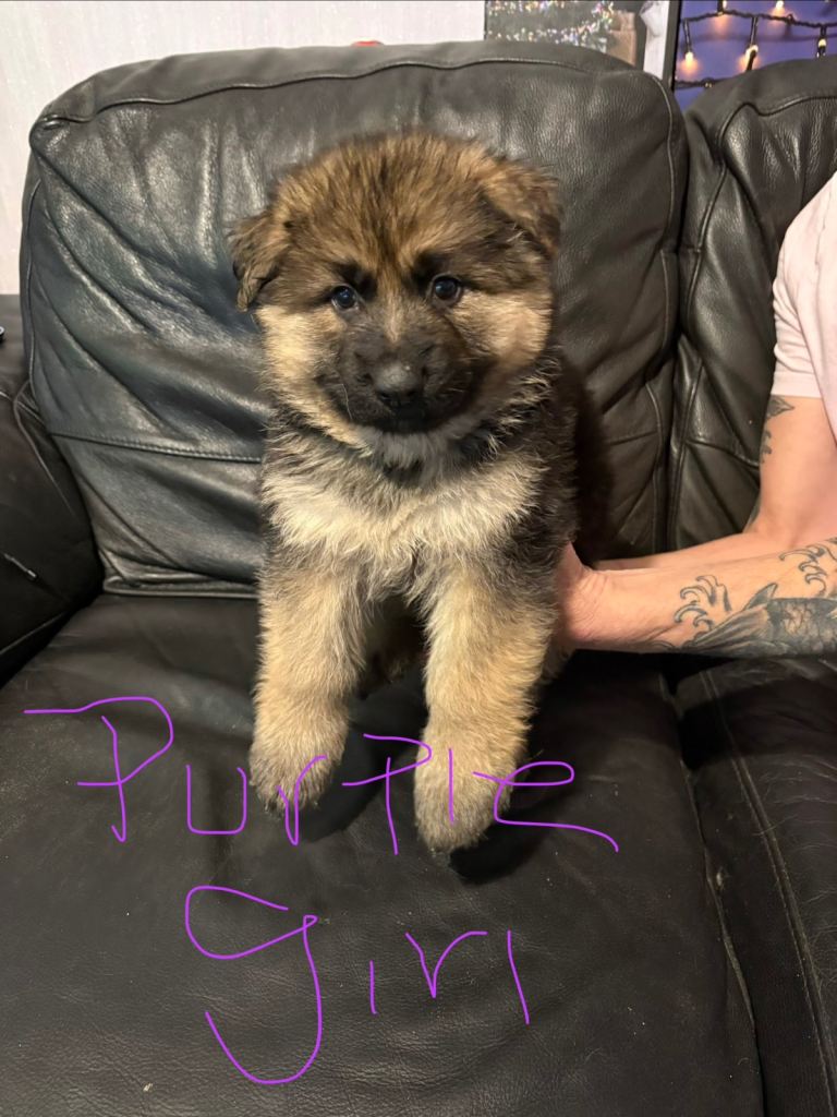 4 stunning German shepherd pups left ready now