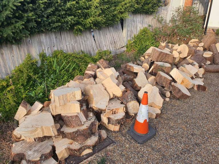 Free conifer logs all sizes 