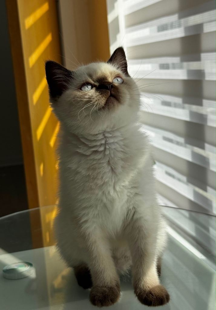 British shorthair kittens 