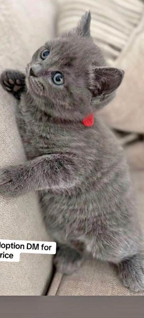 British Shorthair Kitten