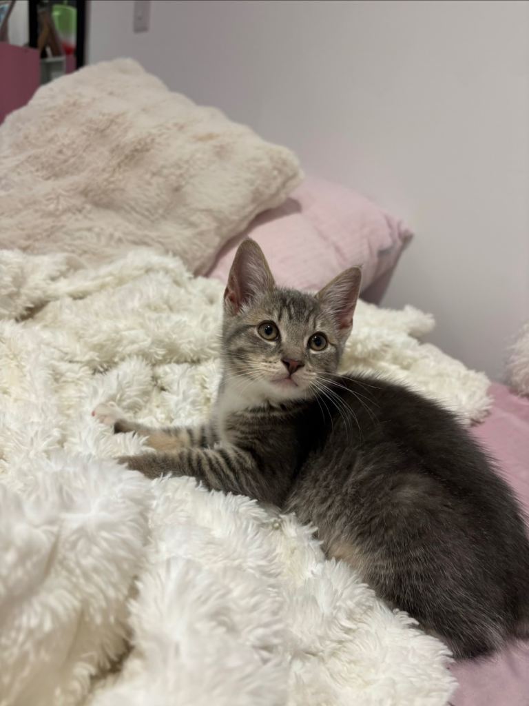 Grey eyes grey furred kitten 