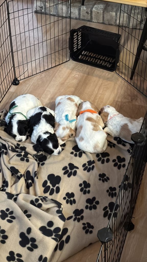 Beautiful Cavalier King Charles Spaniel x Cocker-Jack Puppies 