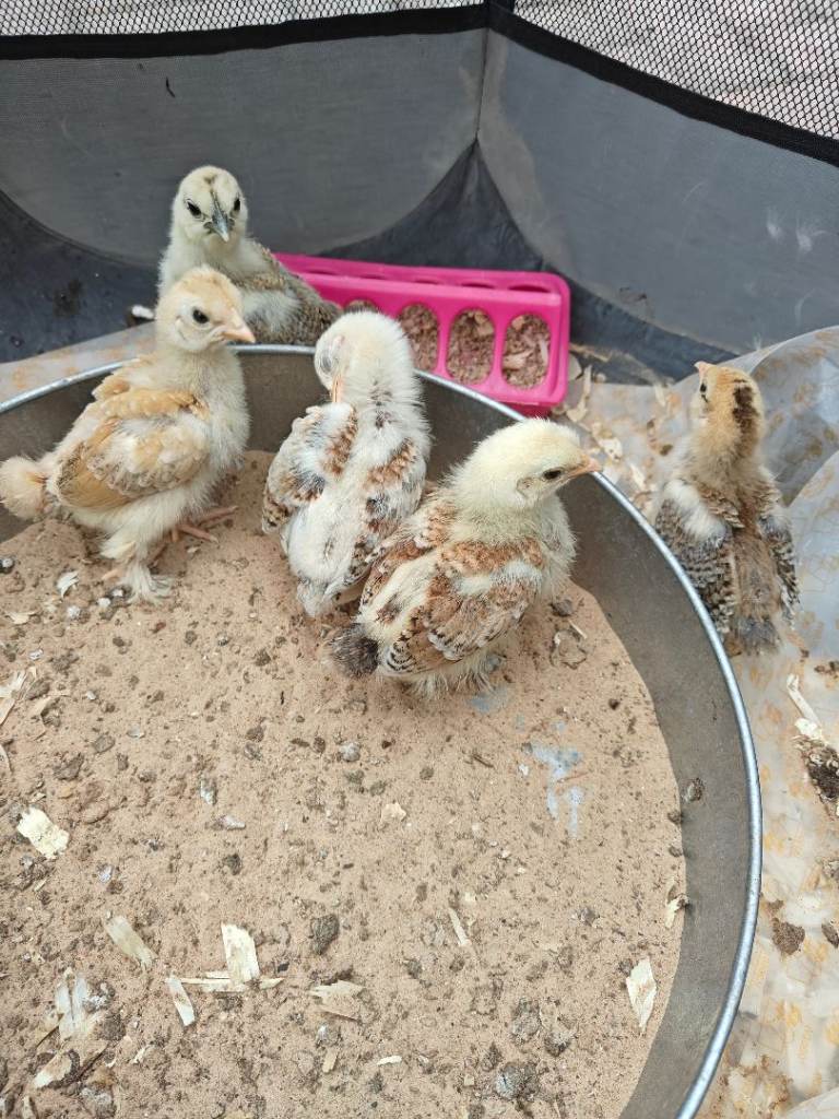 Chicks for sale slikie x bantam