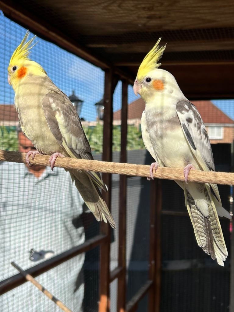 Baby cockatiels 