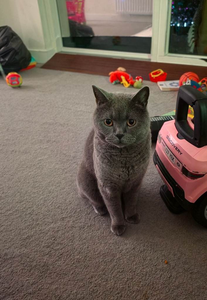 6-Year-Old British Shorthair Cat Looking for a Loving Home