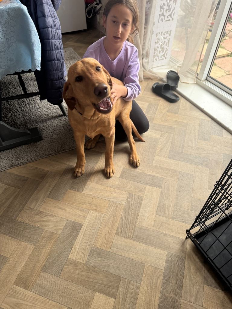 Labrador red fox 10 months old 