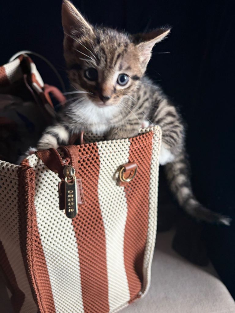 Bengal x bombay