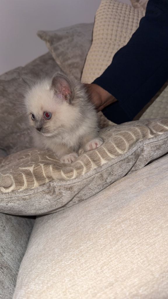 Ragdoll Kitten