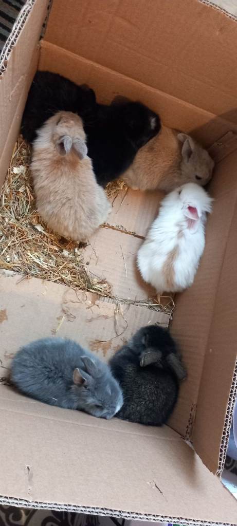 Lionhead mini lops