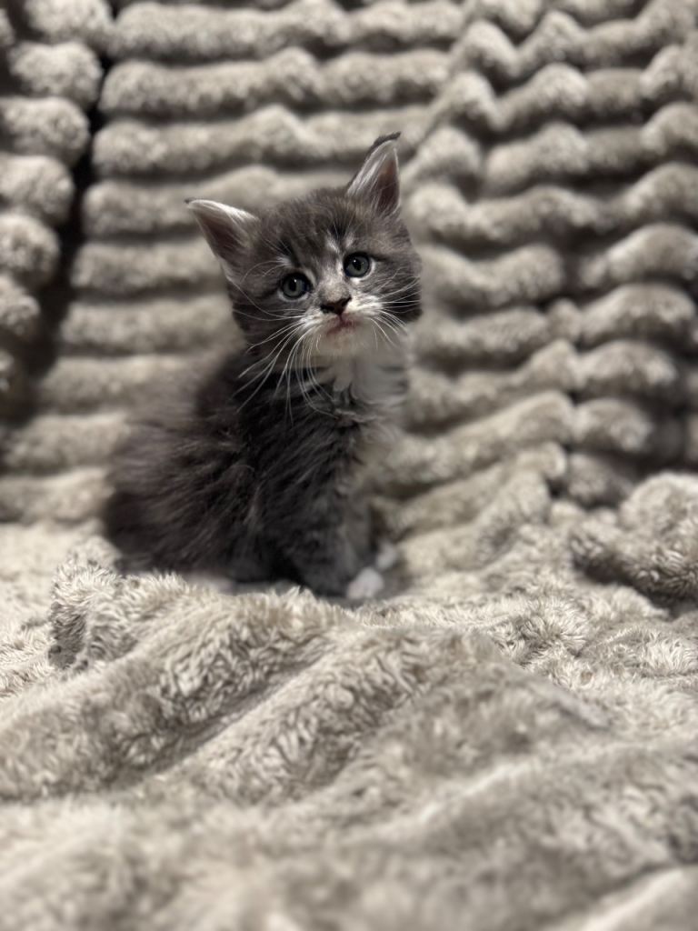 9 weeks Mainecoon gccf pedigree kittens 4 boys 1 girl