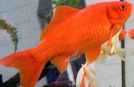 Pond Gold Fish