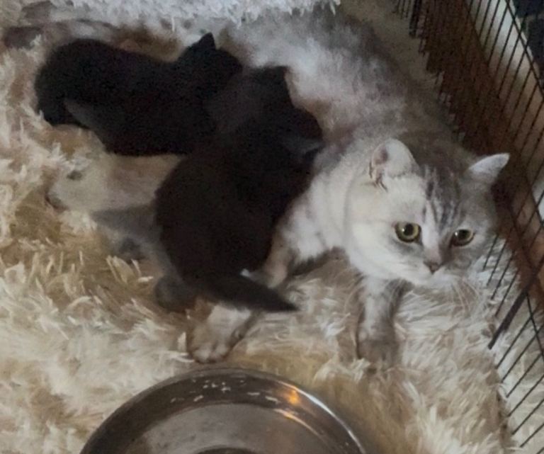 Beautiful bsh looking for loving homes 