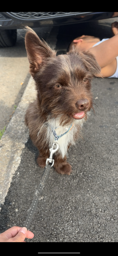 terrier