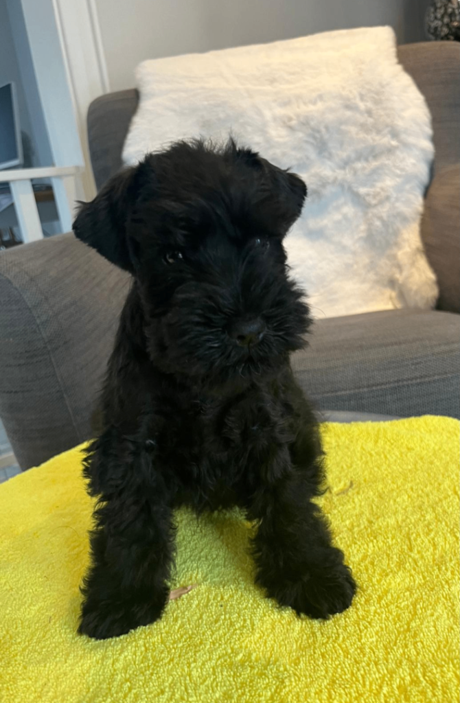 Miniature Schnauzer puppy 