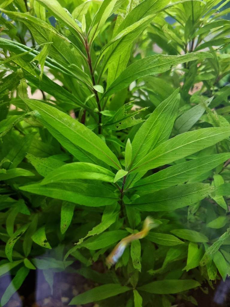 Aquarium plants 