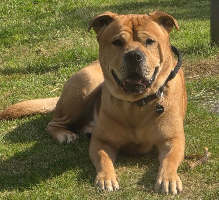 New home for Blaze