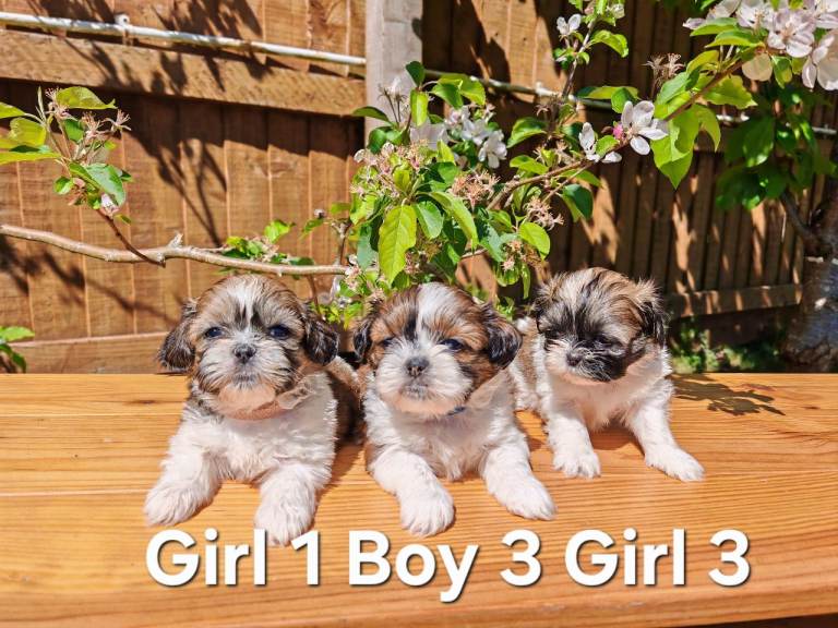 💕Adorable pure bread Shih Tzu puppies 