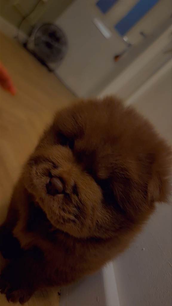 Stunning KC registered chow chows for sale