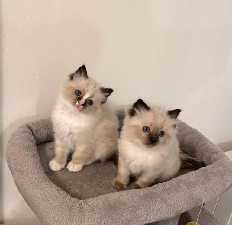 Ragdoll kittens, 2 girls 