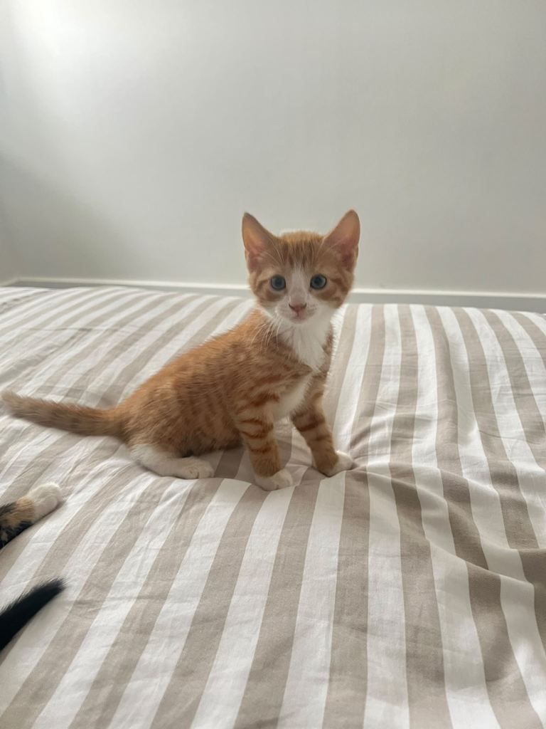 Kittens, calico and ginger, 8 weeks